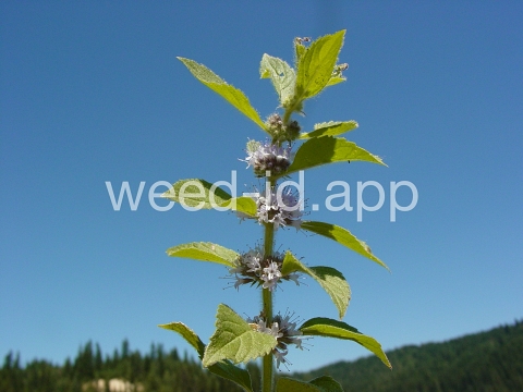 mint, field